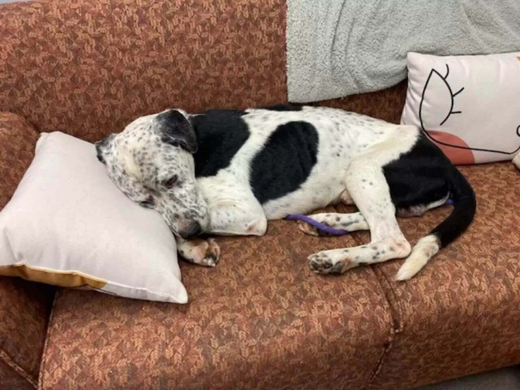Cachorro deitado em sofá