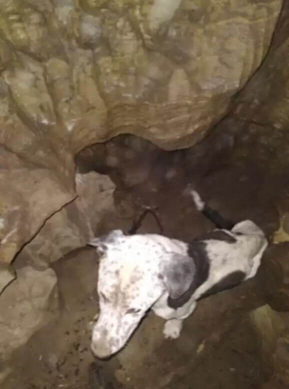 Cachorro preso em caverna