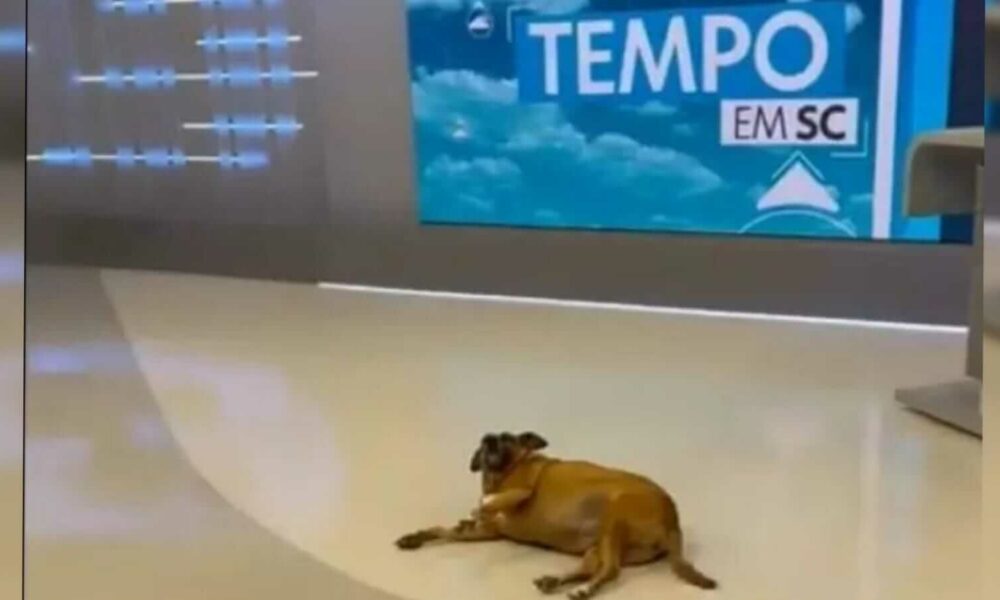 cachorra invade telejornal