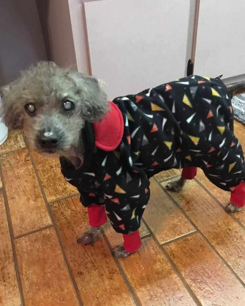 Cachorro com pijama