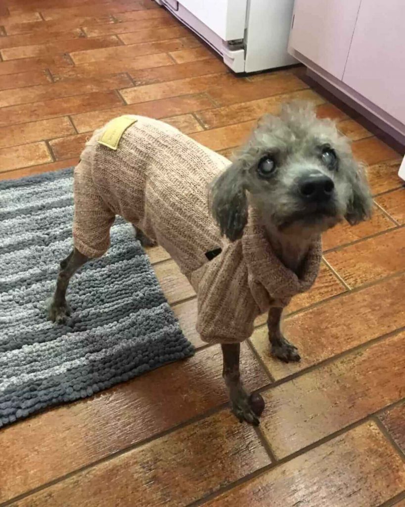 Cachorro idoso com pijama