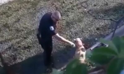 cachorro é salvo de córrego por policial