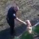 cachorro é salvo de córrego por policial
