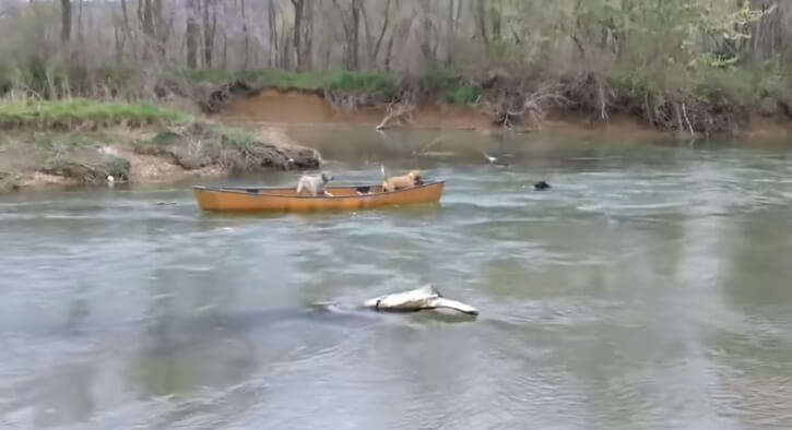 Cachorro salva cães presos em canoa
