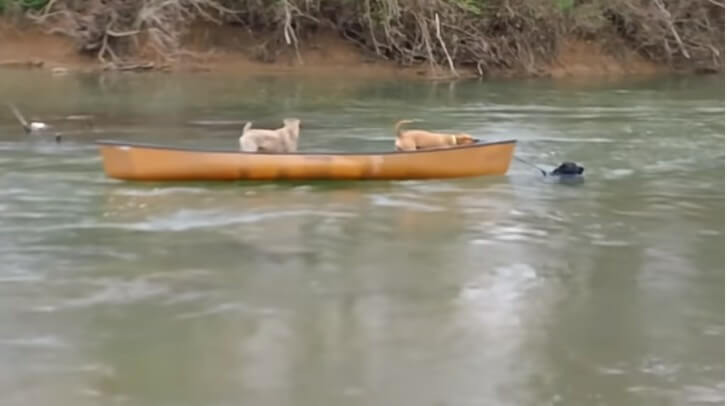 Cachorro salva cães presos em canoa