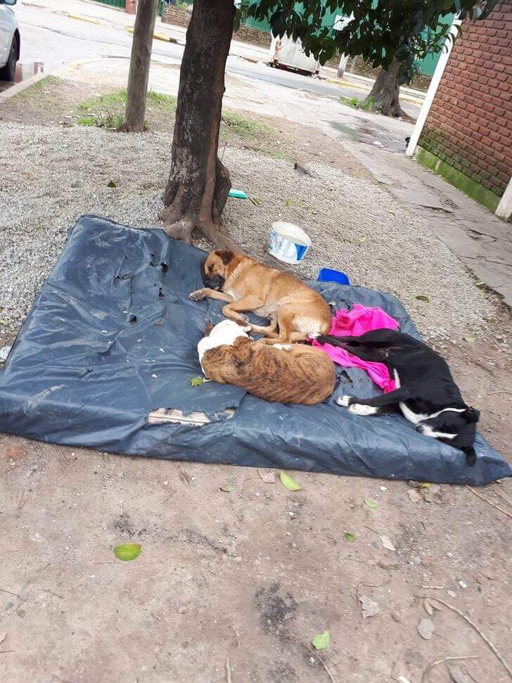 Três cães deitados em colchão na rua