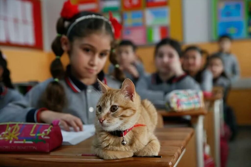 Gato laranja em sala de aula com alunos