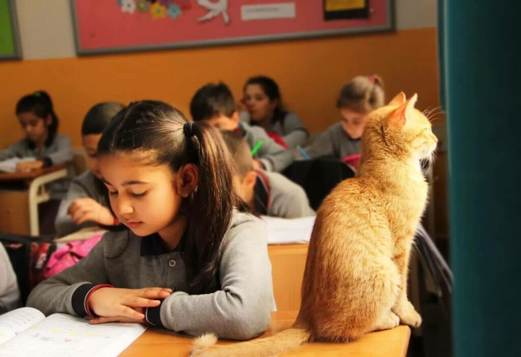 Gato laranja em sala de aula com alunos