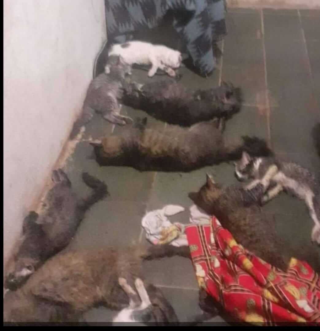 Gatos envenenados em Jundiaí