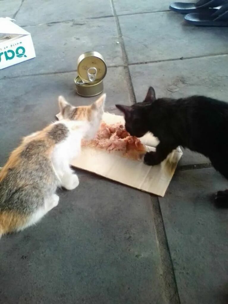 Dois gatinhos comendo