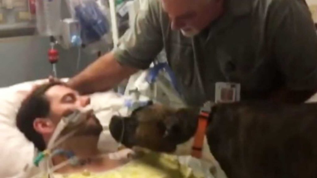 Cachorro cheirando homem em maca de hospital