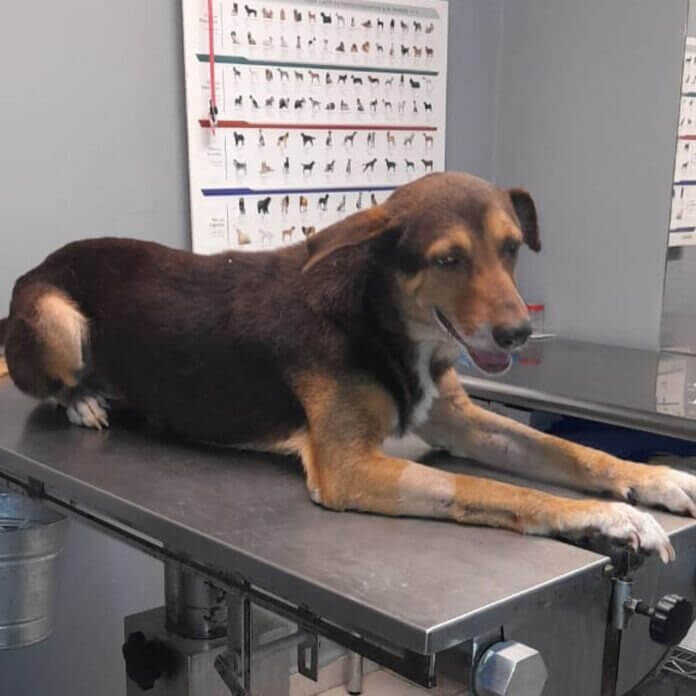 Cachorro em mesa de veterinário