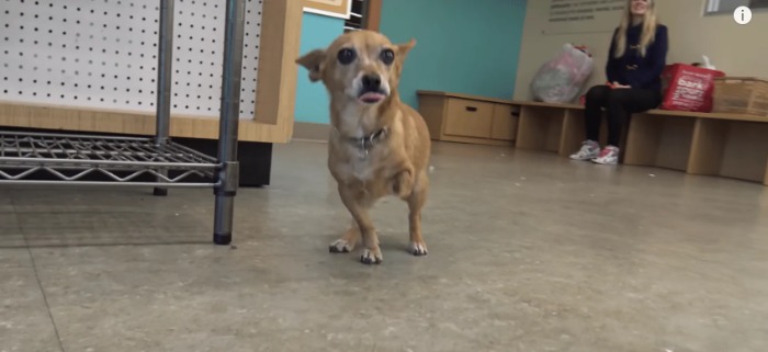 Cachorro Chihuahua com três patas