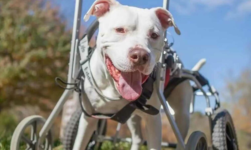 Cachorra com cadeira de rodas faz viagens aventureiras