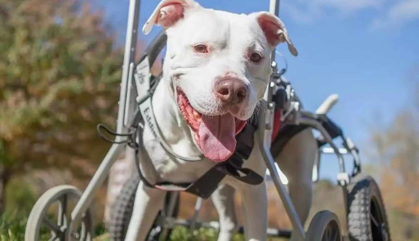 Cachorra com cadeira de rodas faz viagens aventureiras