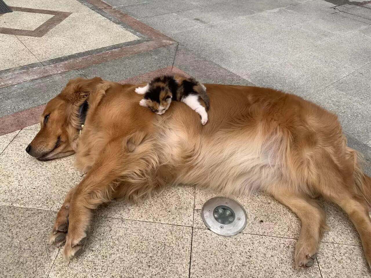 Cachorro Golden Retriever e gatinho