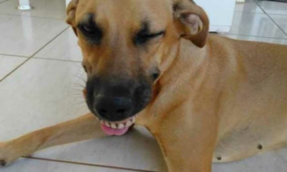 Cachorro usando dentura