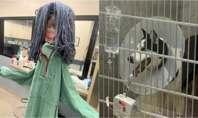Cachorro husky e montagem de veterinária