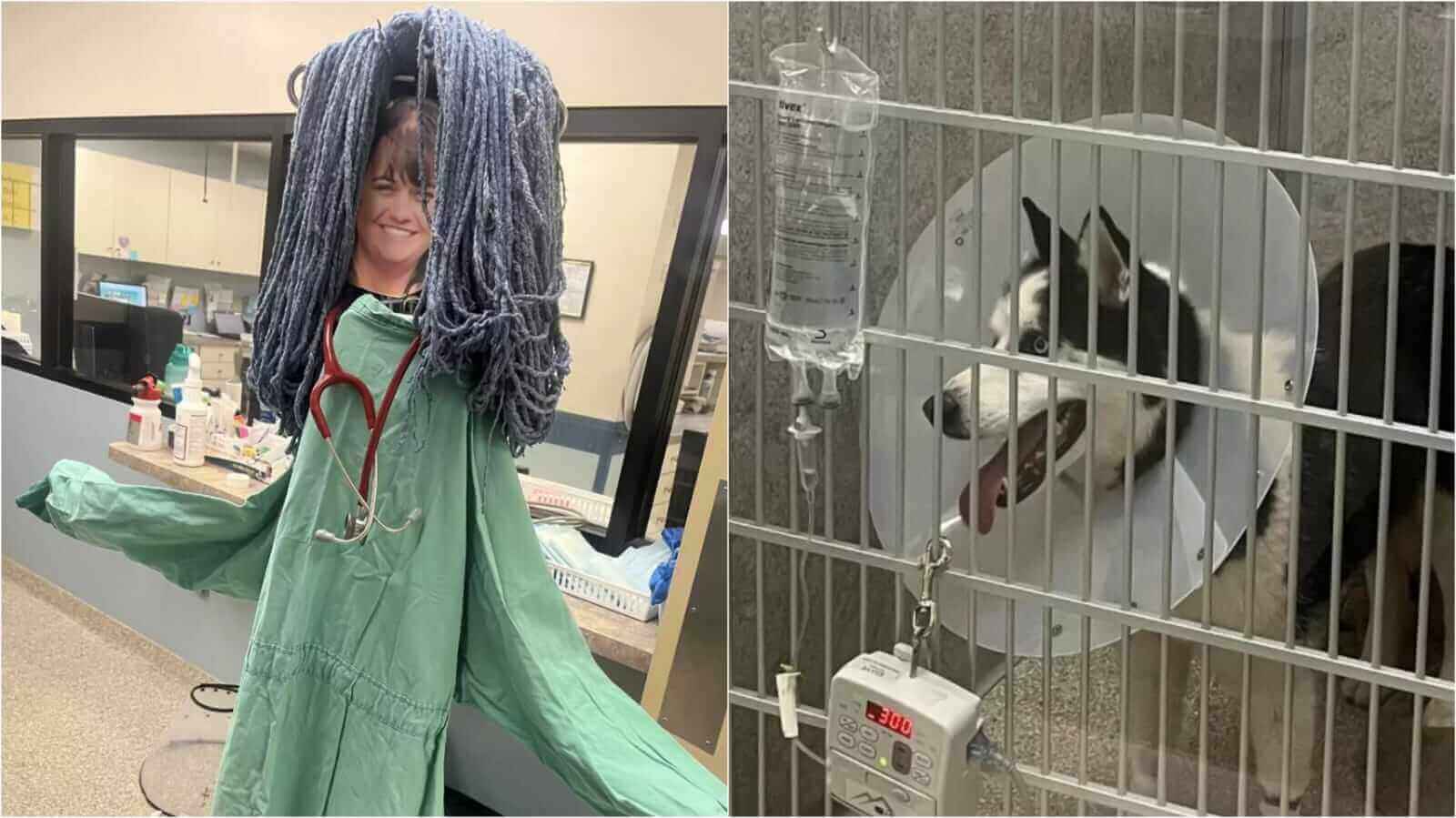 Cachorro husky e montagem de veterinária