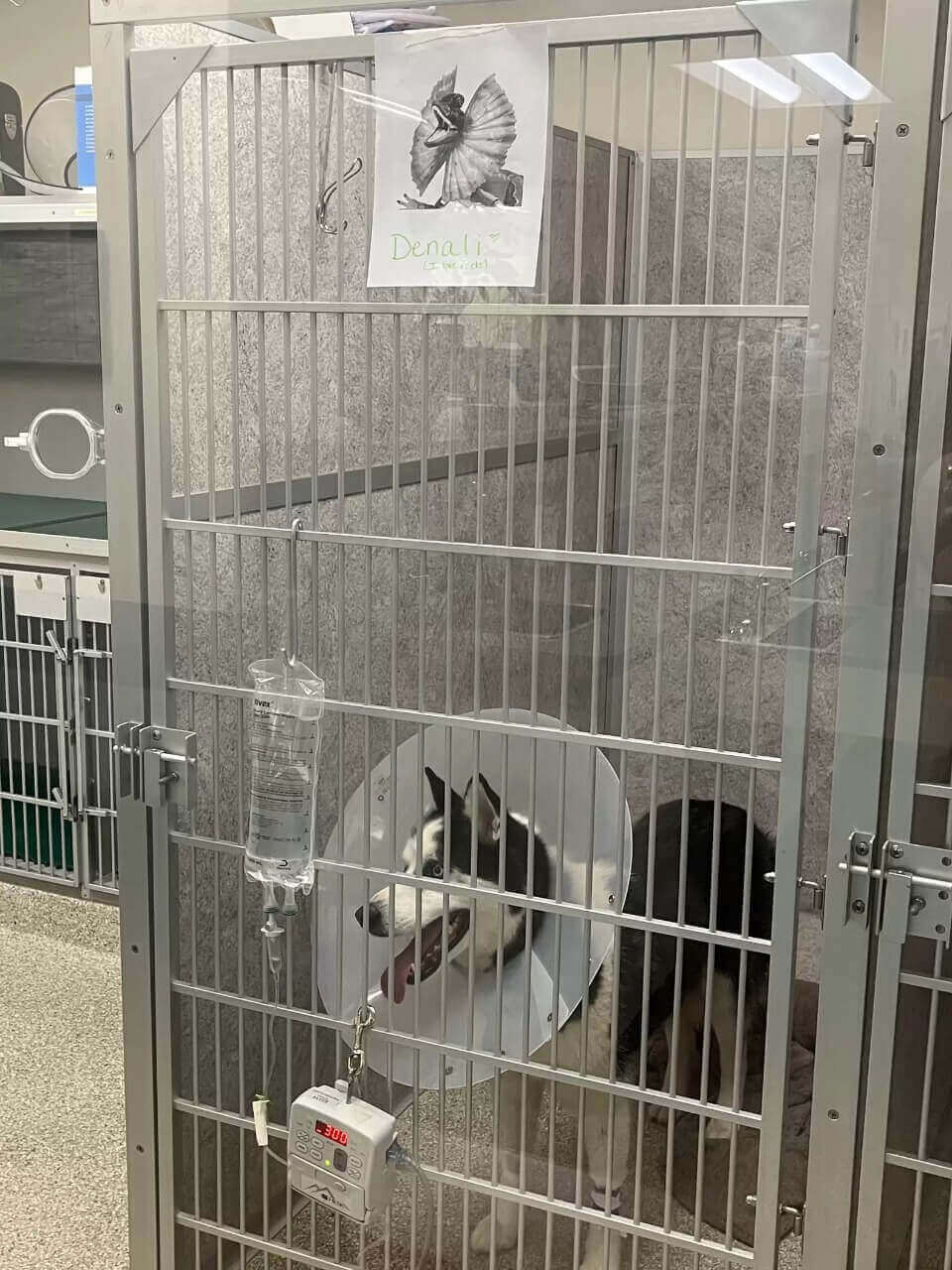 Cachorro husky em veterinário