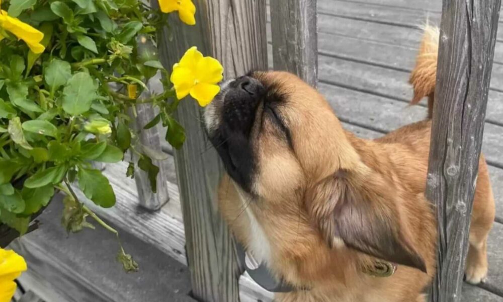 Cachorro cheirando flores