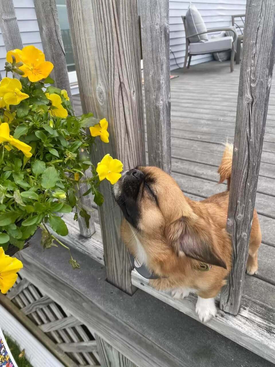 Cachorro cheirando flores