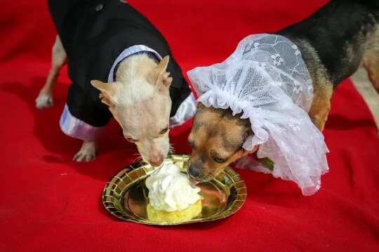 Casamento de cachorros chihuahuas