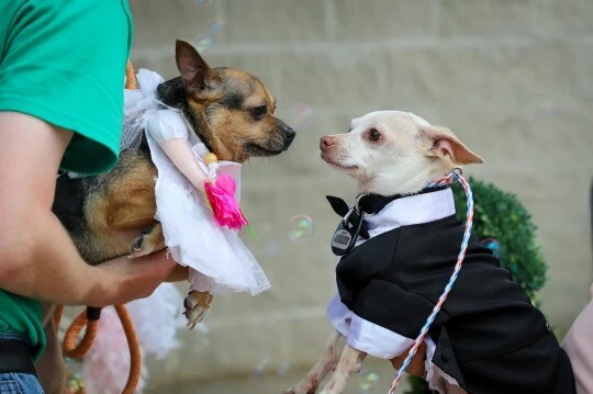 Casamento de cachorros chihuahuas