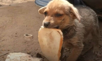 Cachorro com fatia de pão na boca