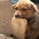 Cachorro com fatia de pão na boca