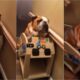 Cachorro boldogue em elevador