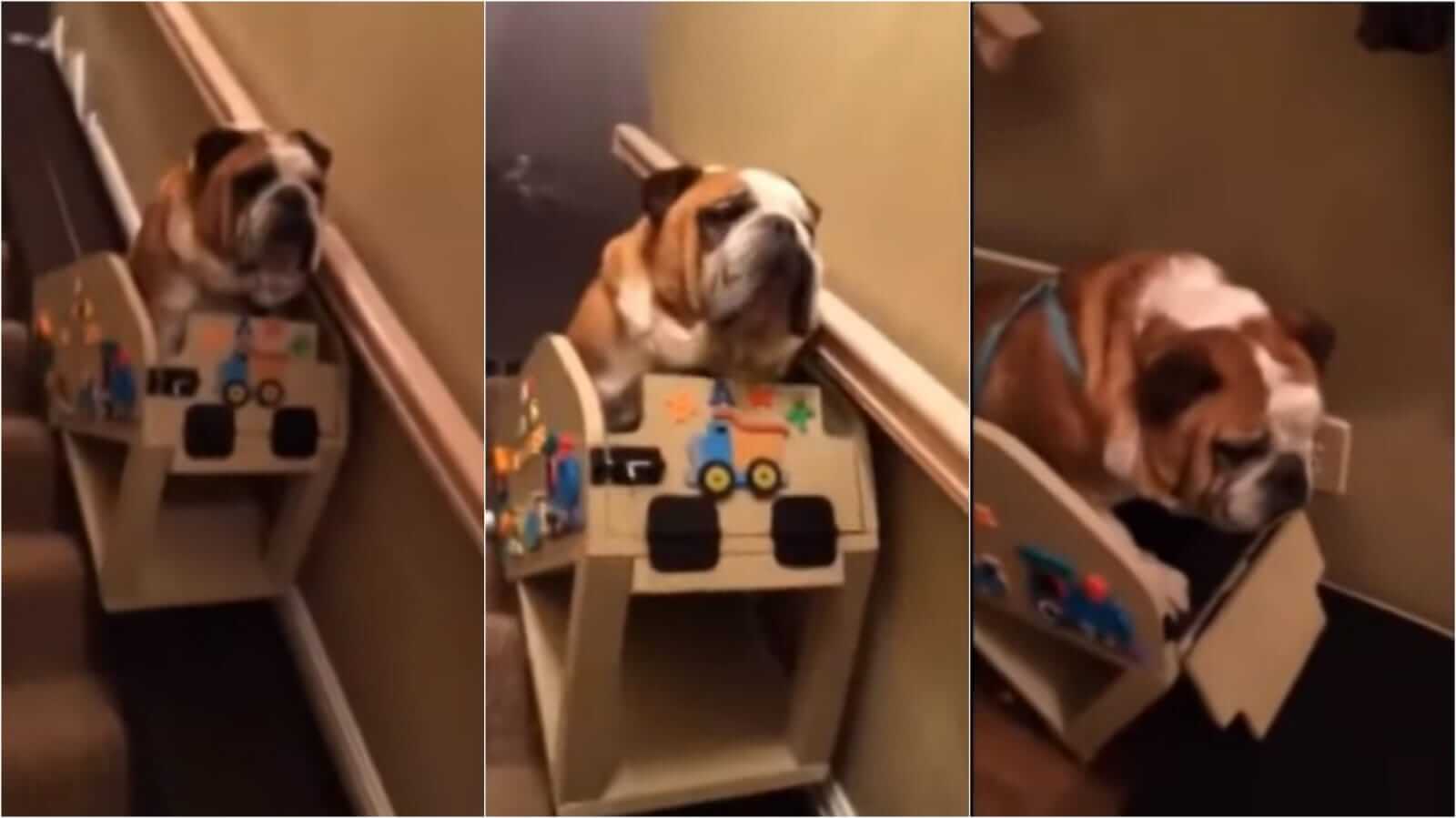 Cachorro boldogue em elevador