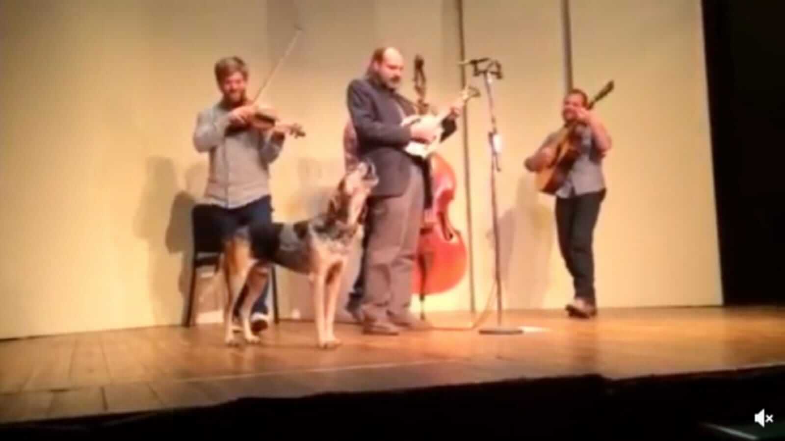 Cachorro em palco com banda