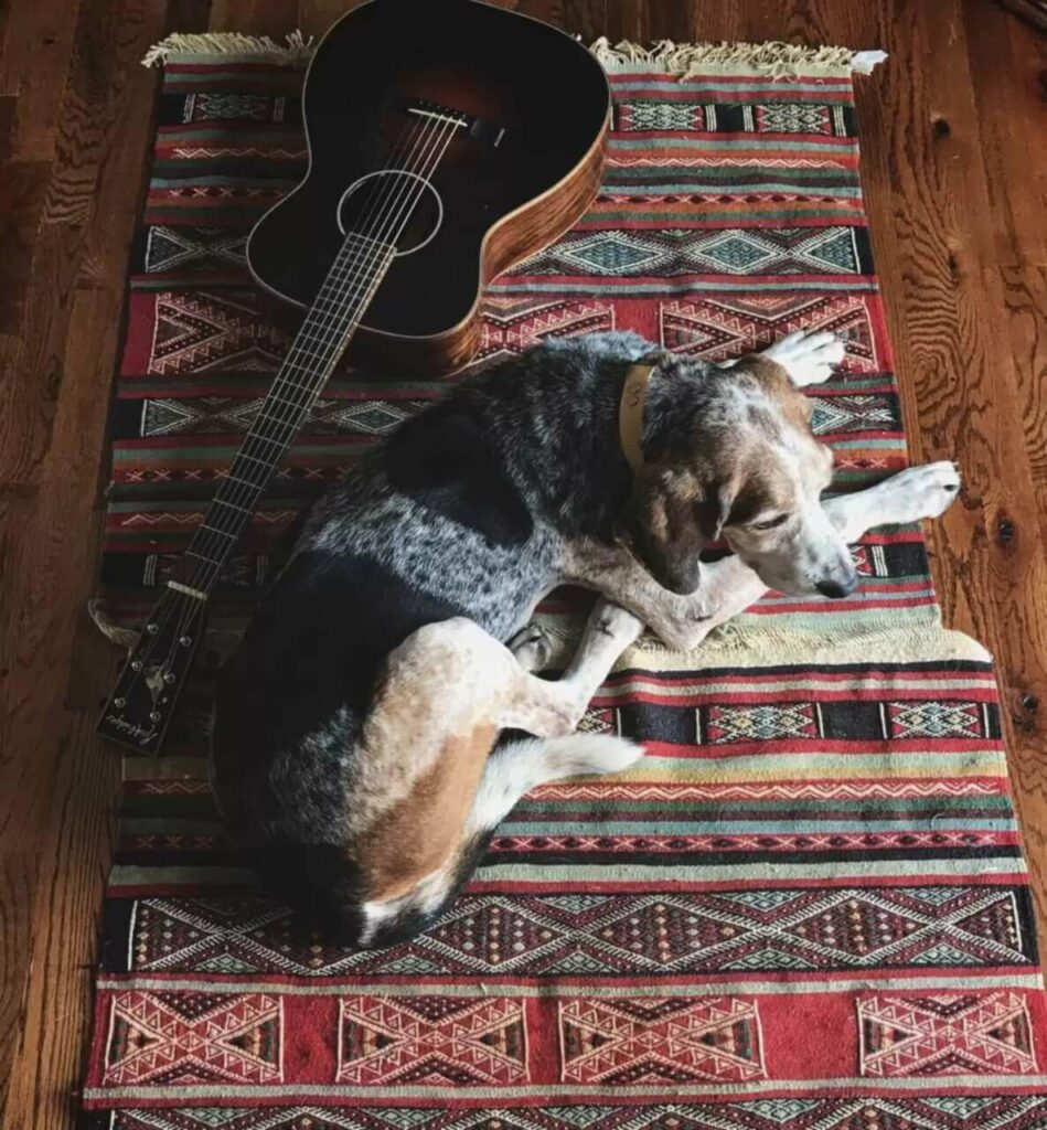 Cachorro deitado com violão