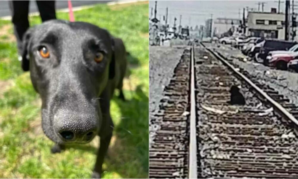 Cachorro em trilho de trem