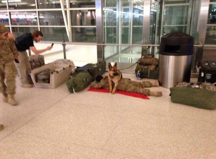 Cachorro pastor alemão deitado em cima de soldado dormindo no chão