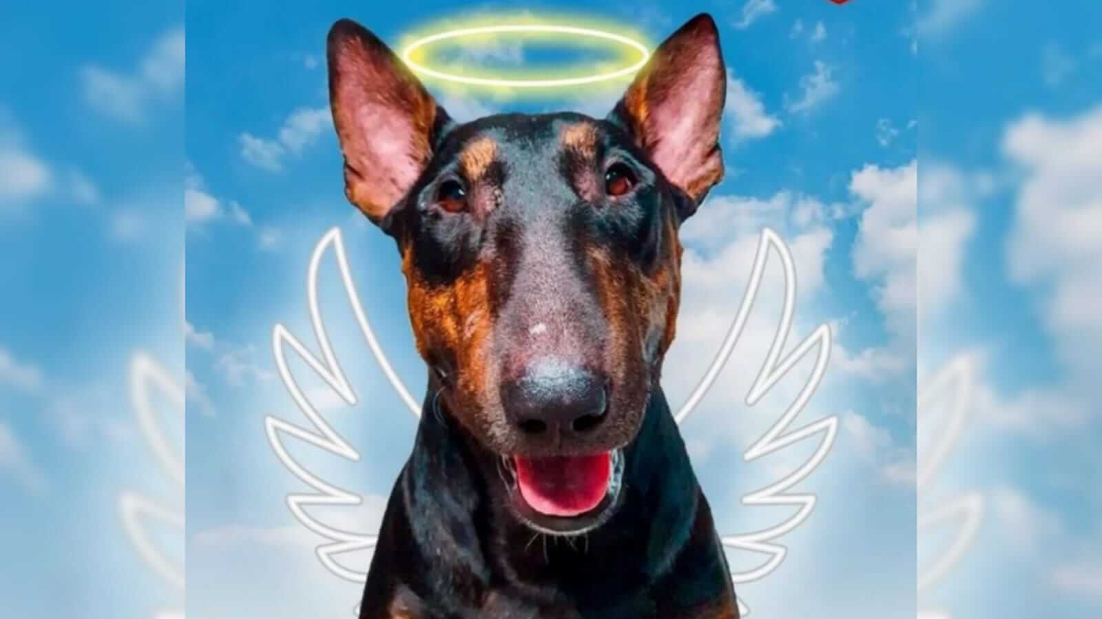 Montagem de cachorro como anjo