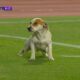 Cachorro fazendo xixi em campo de futebol
