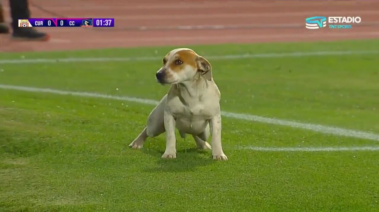Cachorro fazendo xixi em campo de futebol