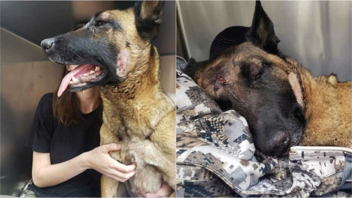 Cachorro salva tutora durante crise de arritmia cardíaca e emociona  internautas