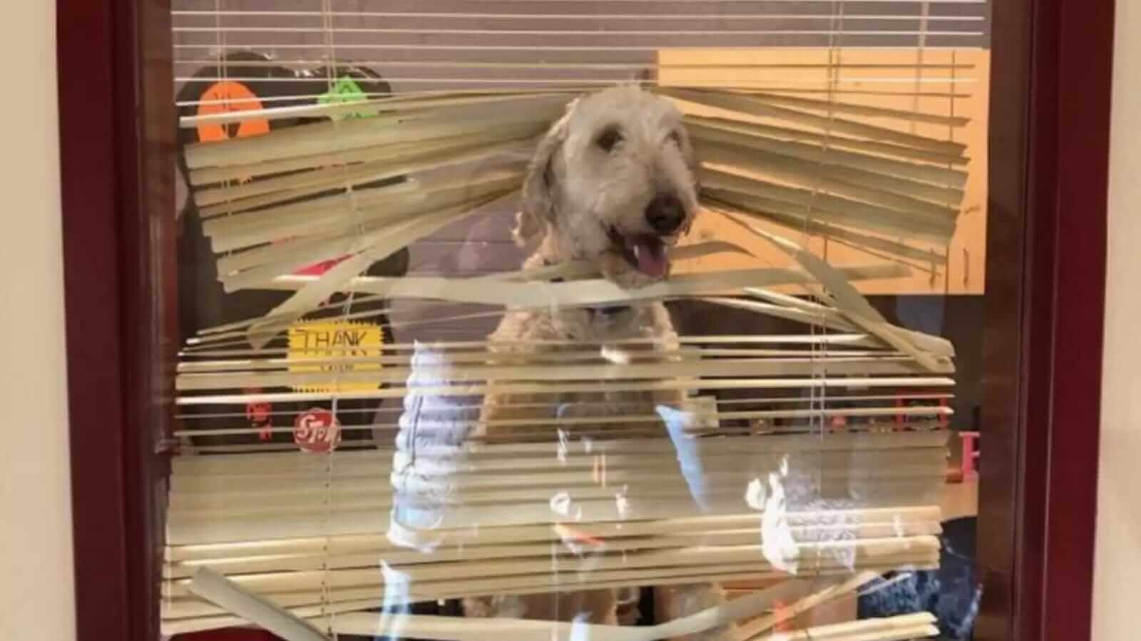 Cachorro em janela de escola