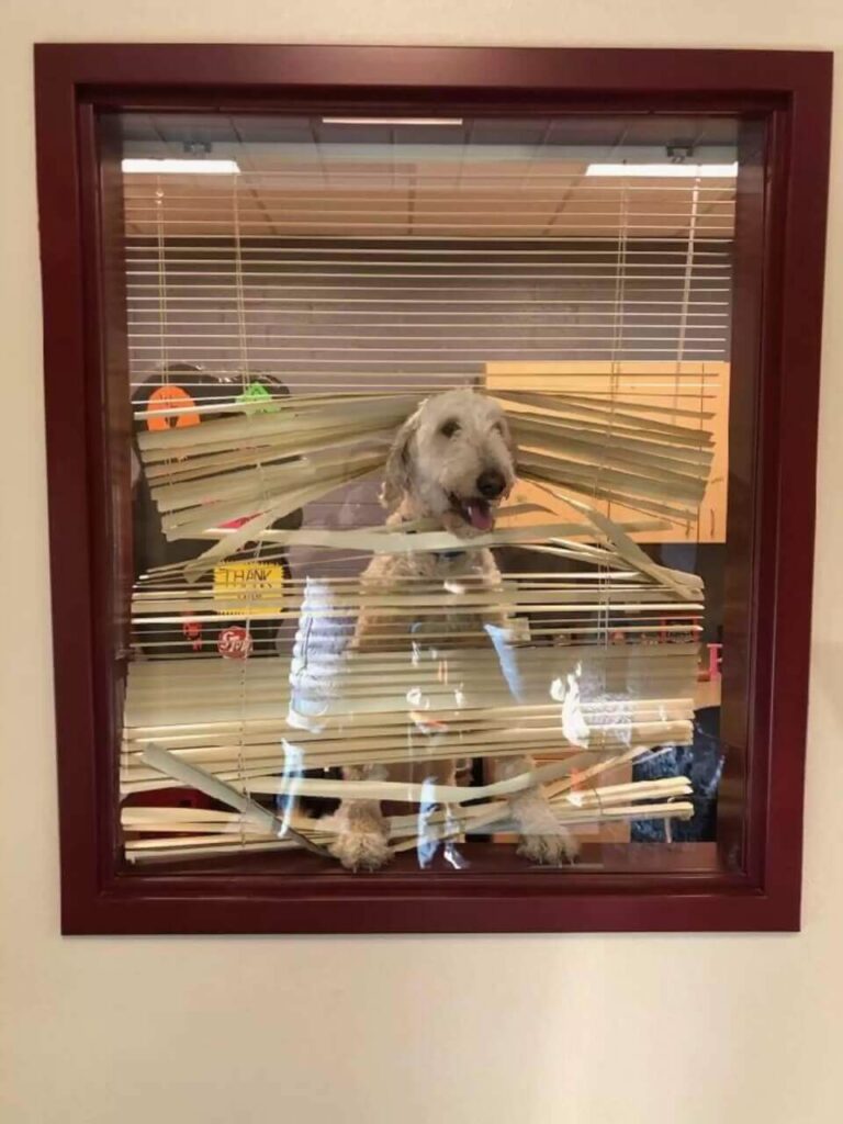 Cachorro em janela de escola