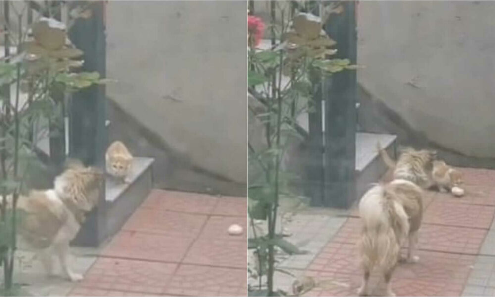 Cachorro dando pão para gato de rua