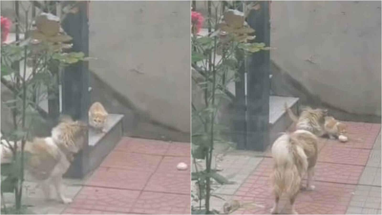 Cachorro dando pão para gato de rua