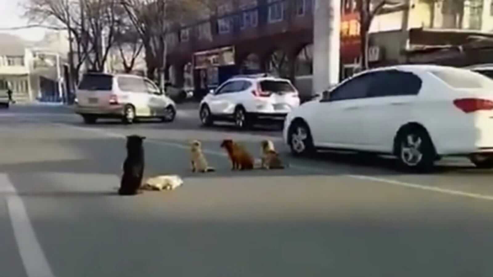 Cachorros no meio da rua
