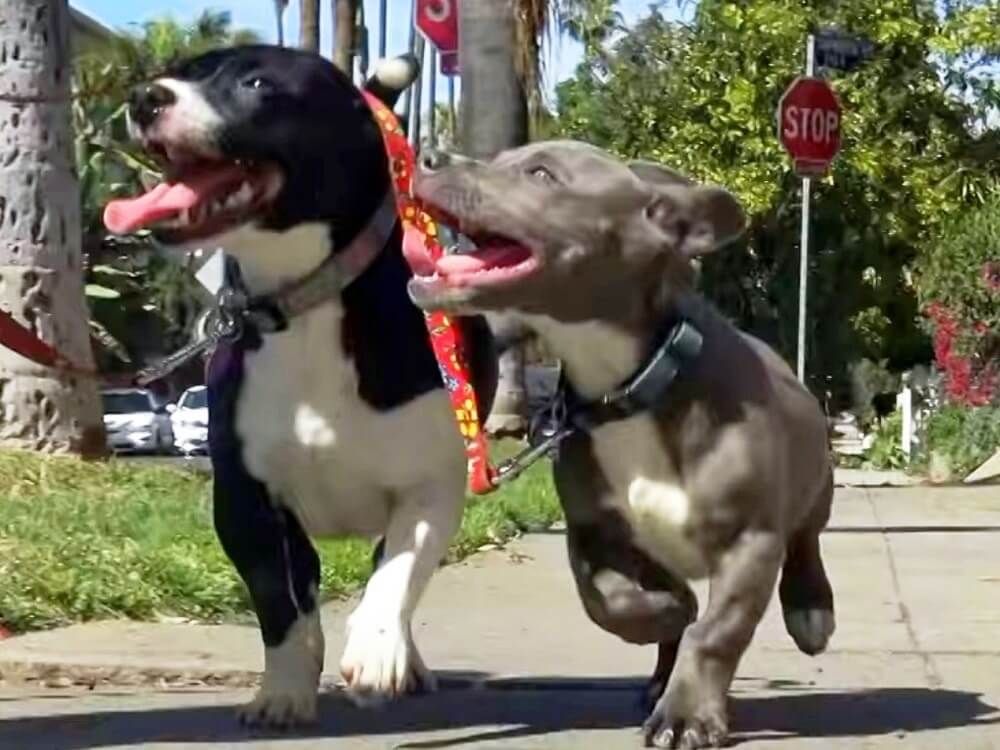 Grandão: moradores de SP têm cachorro maior que Zeus, 'maior cão