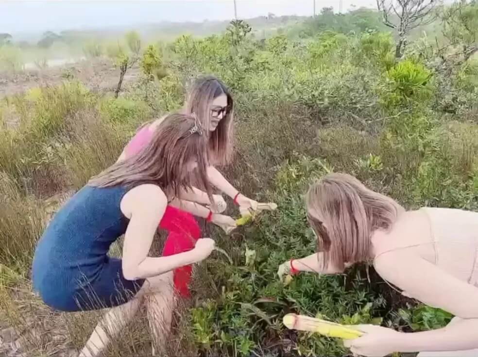 Mulheres tirando fotos com "planta pênis"