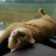 Gato deitado em painel de caminhão