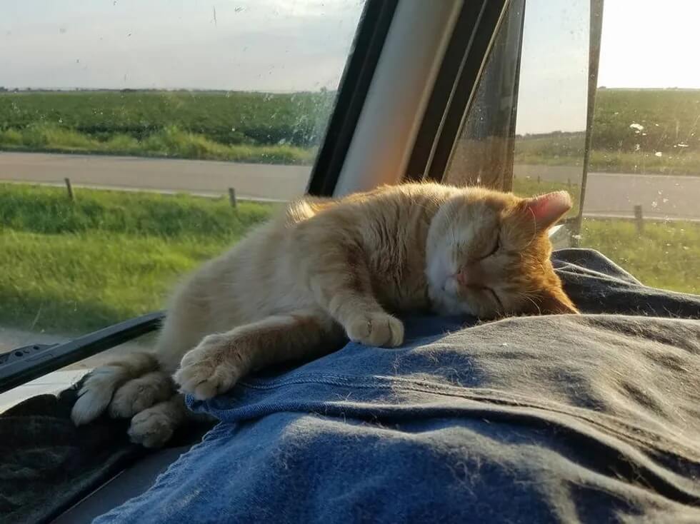 Gato deitado em painel de caminhão