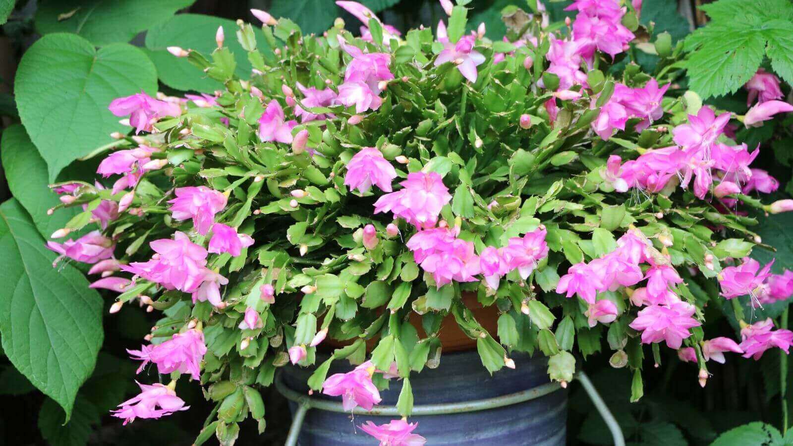 Flor-de-maio: Saiba como cultivar o cacto que dá lindas flores em casa